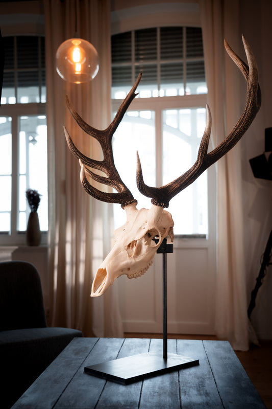 Trophäenstütze Rotwild / Damwild – Kippsicherung für eine stabile Präsentation