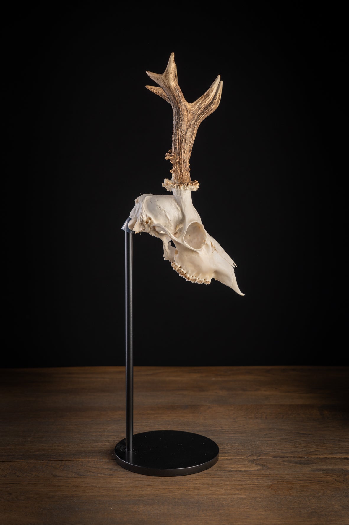 Trophäenständer Rehwild – Classic Round