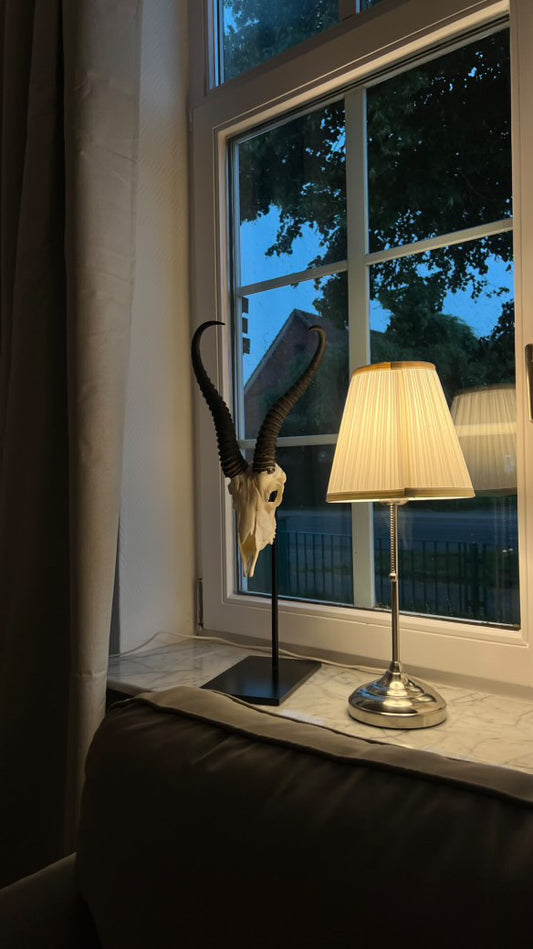 Trophäenständer Springbock