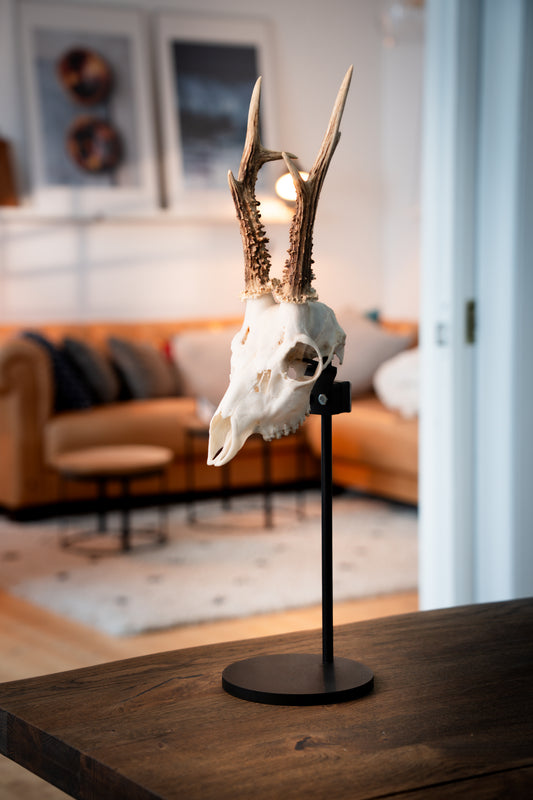 Trophäenstütze Rehwild – Stabilisierung für Trophäenständer