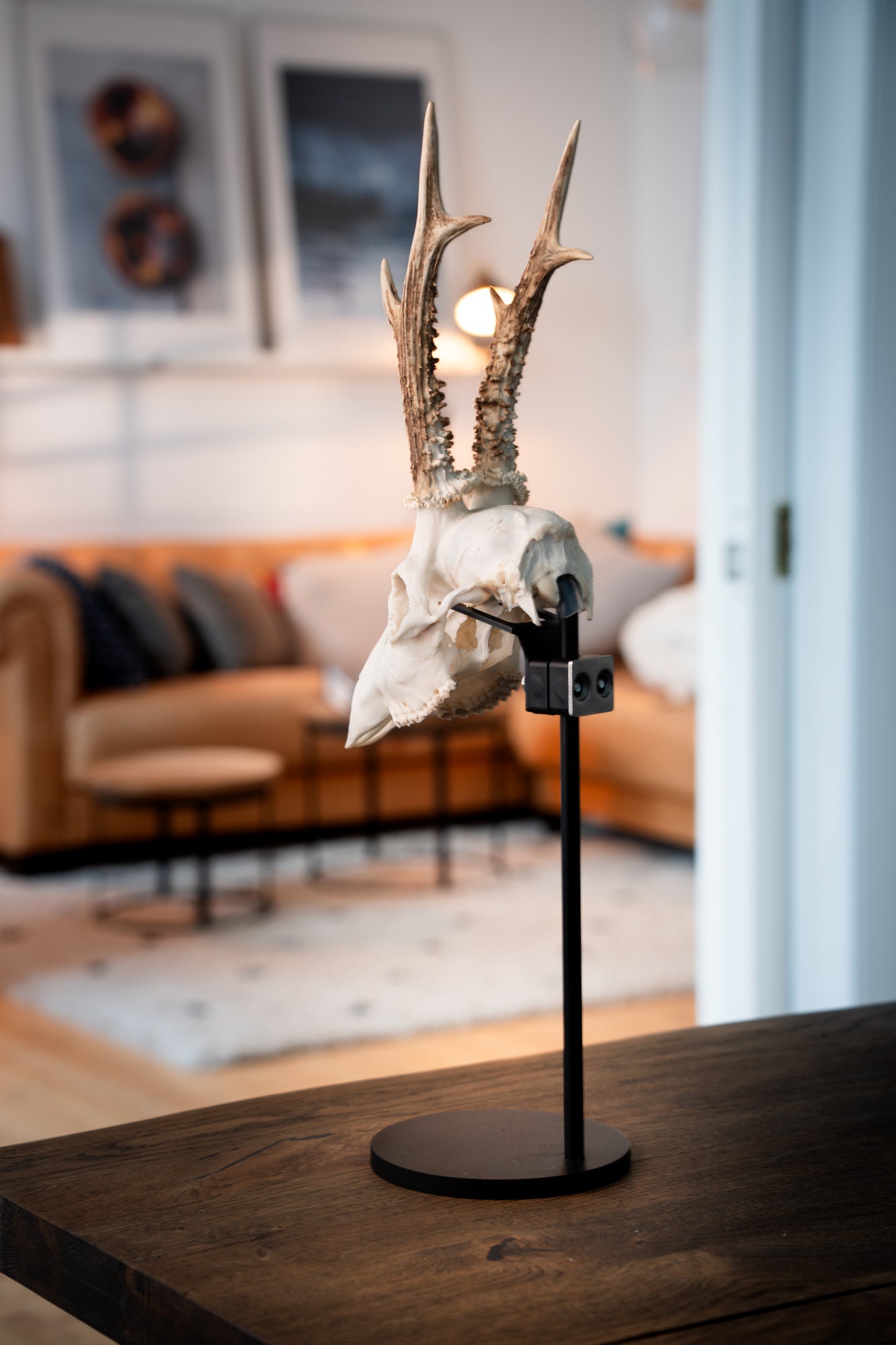 Trophäenstütze Rehwild – Stabilisierung für Trophäenständer