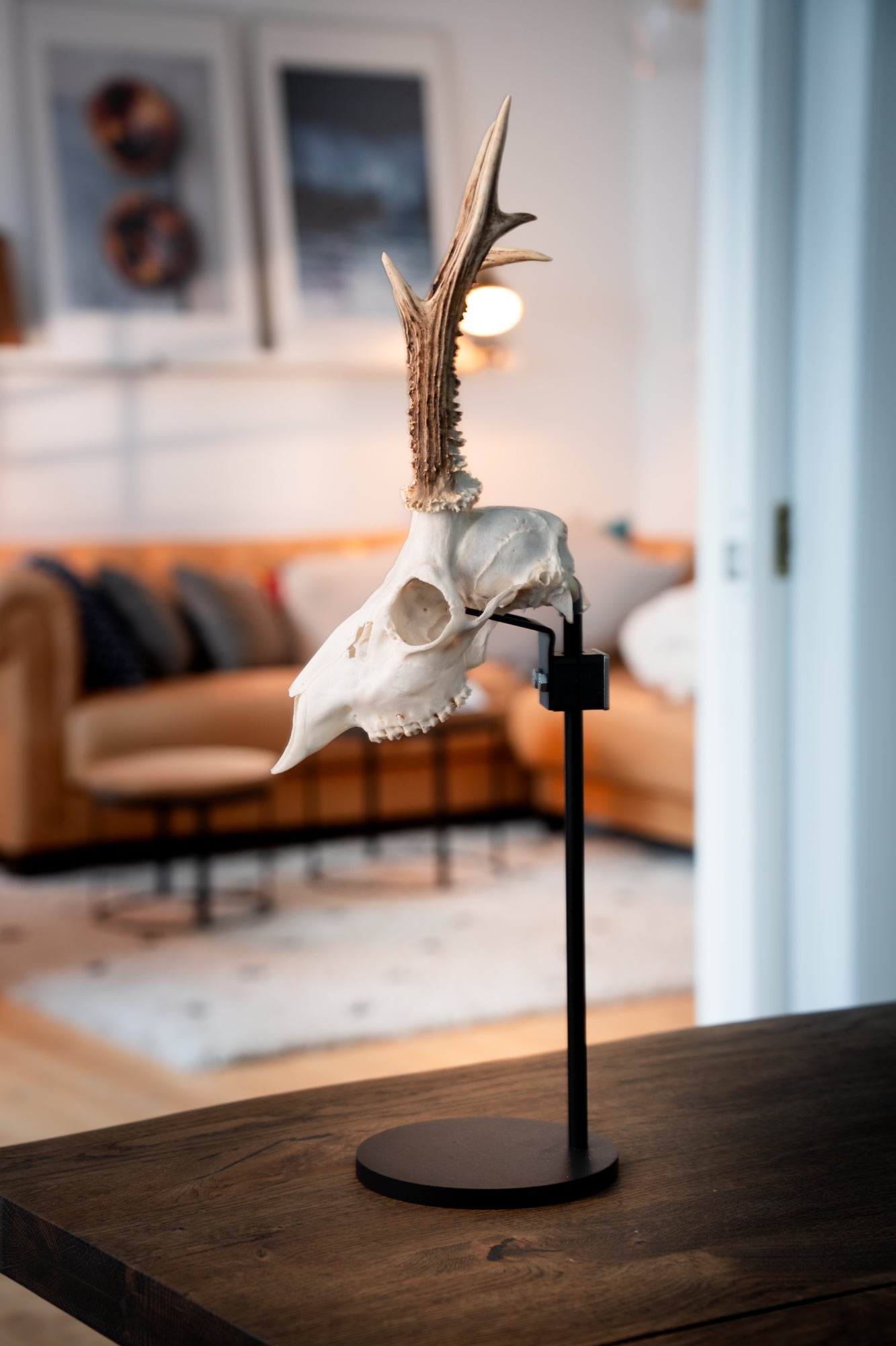 Trophäenstütze Rehwild – Stabilisierung für Trophäenständer