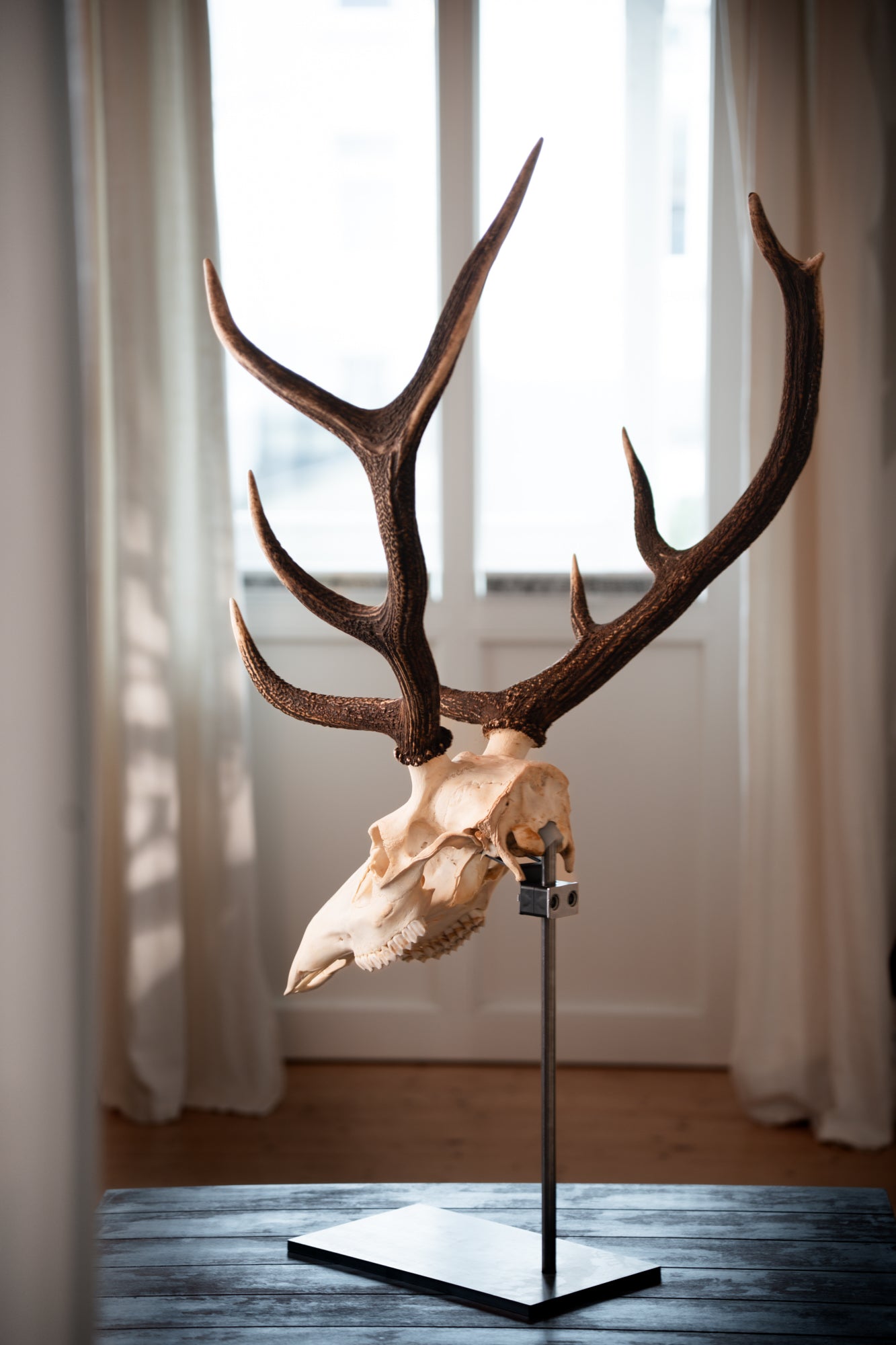 Zubehör für Trophäenständer